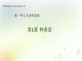 第1課《種番茄》教學(xué)課件+教材分析 粵教版小四科學(xué)上冊(cè)