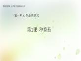 第1课《种番茄》教学课件+教材分析 粤教版小四科学上册