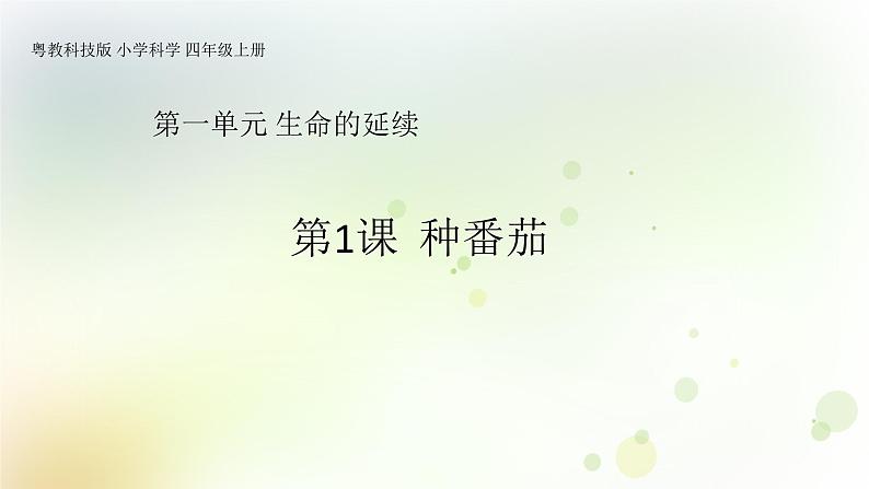 第1课《种番茄》教学课件+教材分析 粤教版小四科学上册01