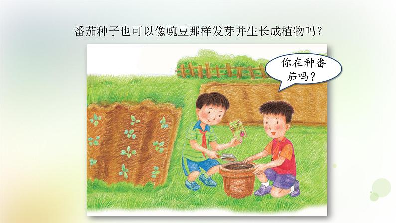 第1课《种番茄》教学课件+教材分析 粤教版小四科学上册02
