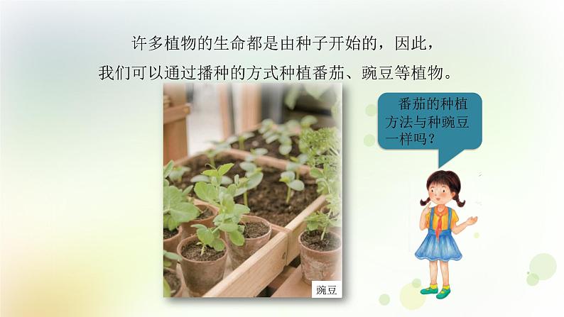 第1课《种番茄》教学课件+教材分析 粤教版小四科学上册04