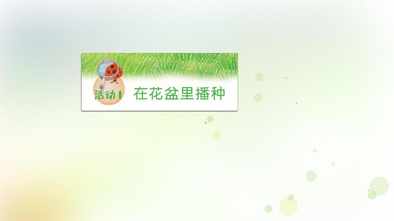 第1课《种番茄》教学课件+教材分析 粤教版小四科学上册05