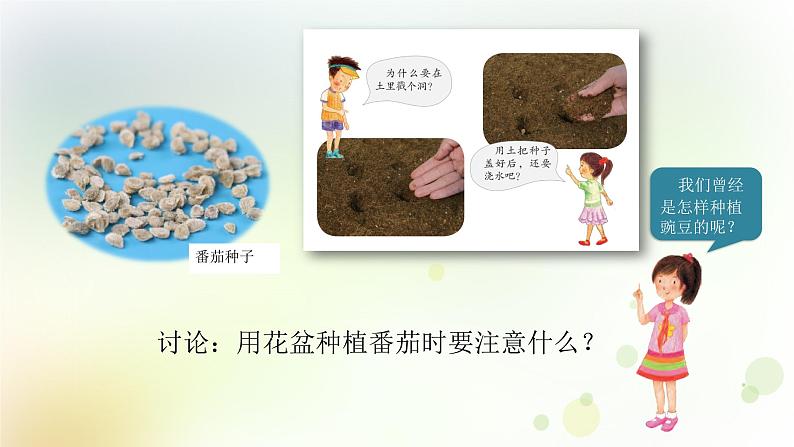 第1课《种番茄》教学课件+教材分析 粤教版小四科学上册06