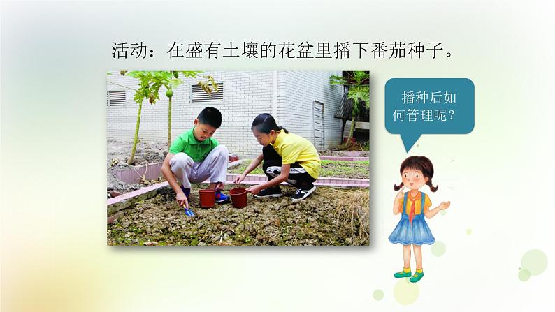 第1课《种番茄》教学课件+教材分析 粤教版小四科学上册08