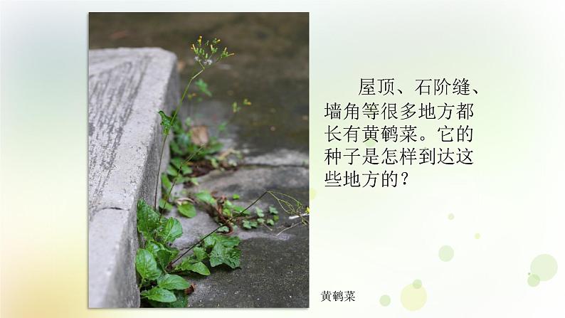 第3课《种子的传播》教学课件+教材分析 粤教版小四科学上册04