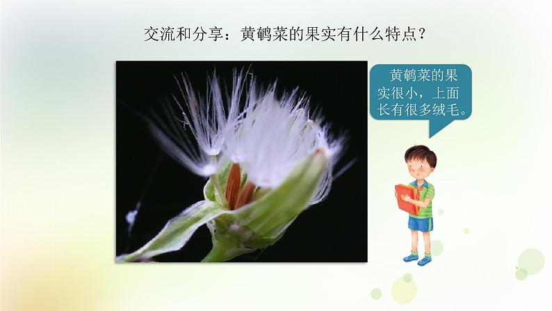 第3课《种子的传播》教学课件+教材分析 粤教版小四科学上册06