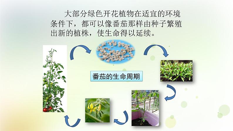 第4课《专题探究：可以不用种子繁殖吗》教学课件+教材分析 粤教版小四科学上册03