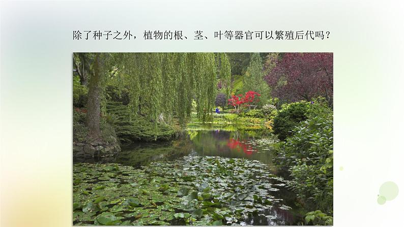 第4课《专题探究：可以不用种子繁殖吗》教学课件+教材分析 粤教版小四科学上册06