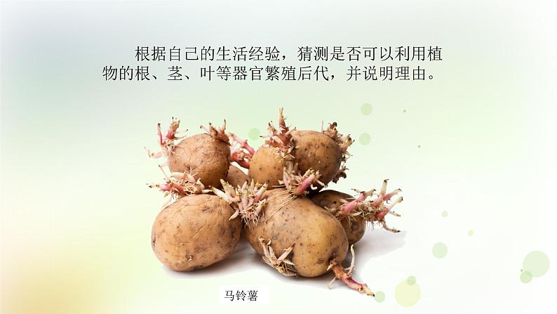 第4课《专题探究：可以不用种子繁殖吗》教学课件+教材分析 粤教版小四科学上册08