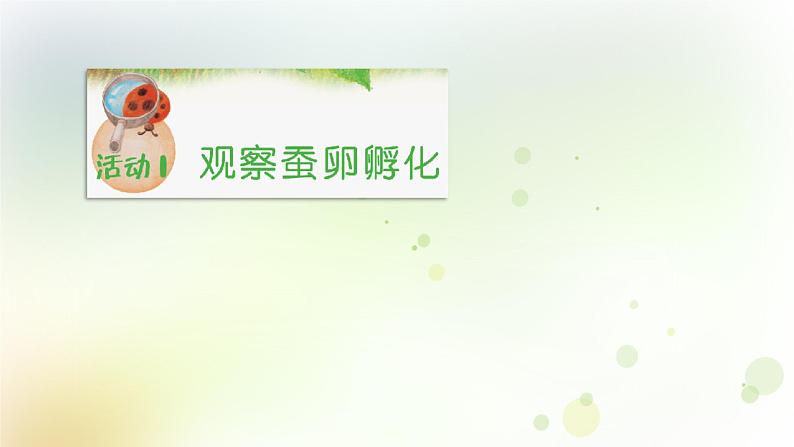 第5课《一起来养蚕》教学课件+教材分析 粤教版小四科学上册03