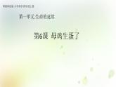 第6课《母鸡生蛋了》教学课件+教材分析 粤教版小四科学上册