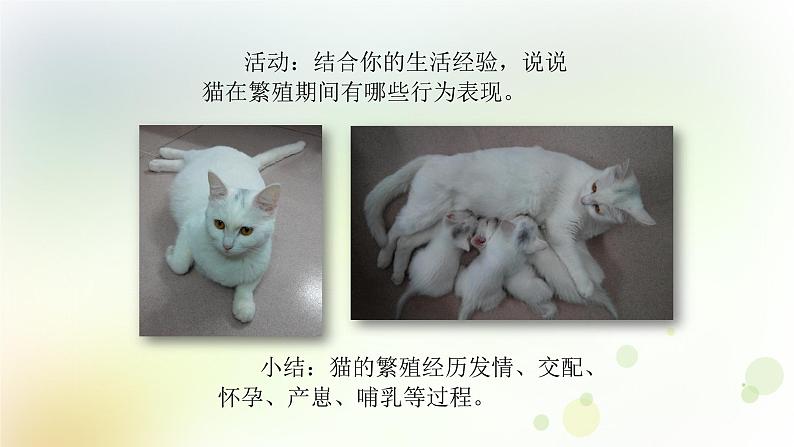 四年级上册第7课《胎生动物》教学课件第5页