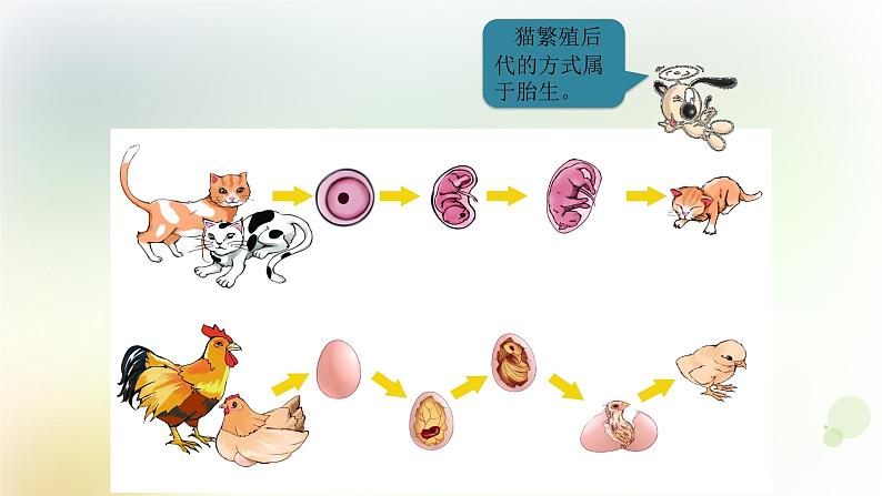 四年级上册第7课《胎生动物》教学课件第7页