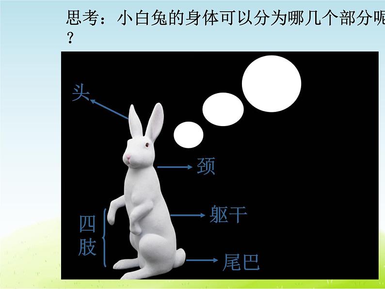 粤教版三年级上册科学《3 小白兔》课件05