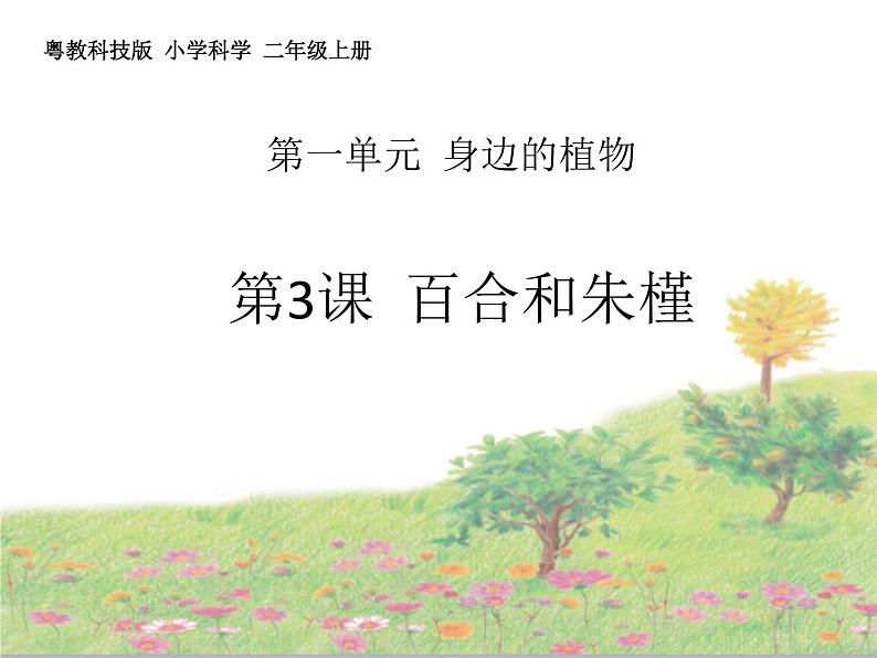 粤教粤科版科学二年级上册《百合与朱槿》教学课件01