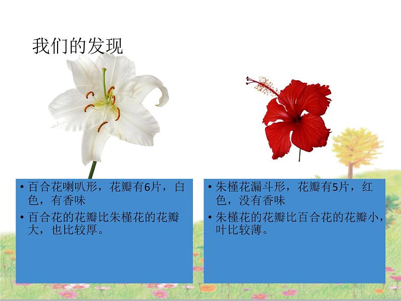 粤教粤科版科学二年级上册《百合与朱槿》教学课件08