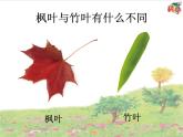 粤教粤科版科学二年级上册第1课《枫树与竹子》教学课件