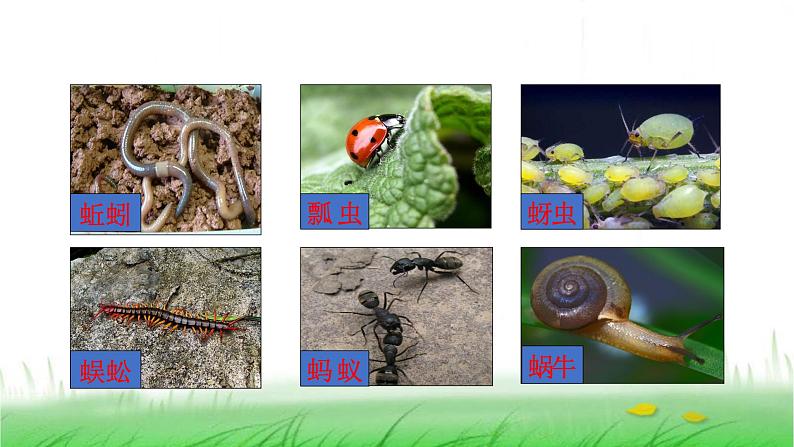 6.2.1《校园生物大搜索》课件 教科版小学科学六下第3页