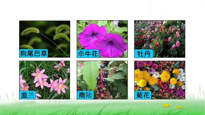 6.2.1《校园生物大搜索》课件 教科版小学科学六下第6页