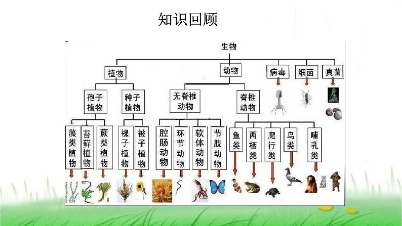 6.2.7《保护生物多样性》课件 教科版小学科学六下03