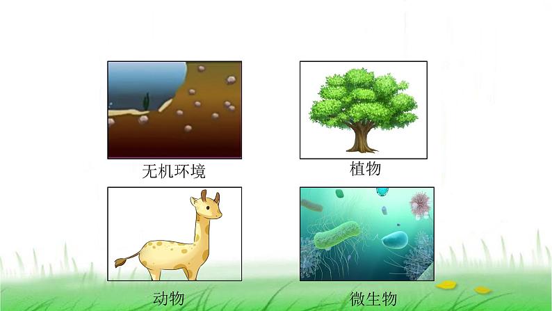 6.2.7《保护生物多样性》课件 教科版小学科学六下04