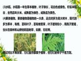 2.3《形形色色的植物》课件（课件+教案+习题）