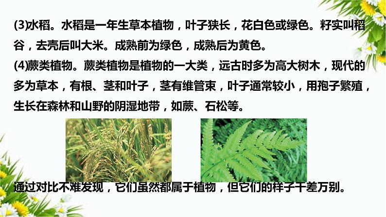 2.3《形形色色的植物》课件（课件+教案+习题）04