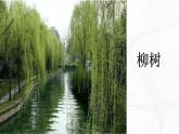 冀人版科學(xué)三年級下冊 第2課-樹與草 教學(xué)課件PPT+視頻素材
