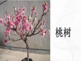冀人版科學(xué)三年級下冊 第2課-樹與草 教學(xué)課件PPT+視頻素材