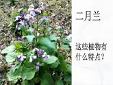 冀人版科學(xué)三年級下冊 第2課-樹與草 教學(xué)課件PPT+視頻素材