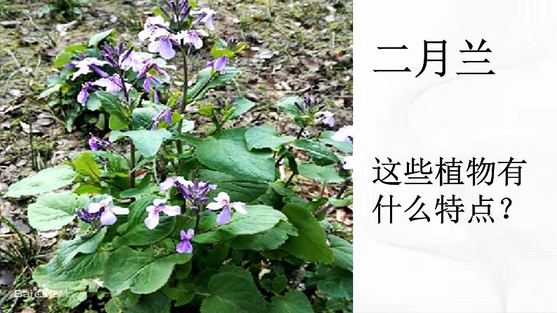 冀人版科学三年级下册 第2课-树与草 教学课件第5页