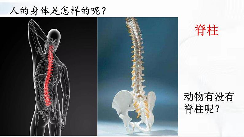 冀人版科学三年级下册 第4课-种类繁多的动物 教学课件PPT+视频素材03