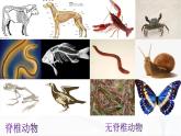 冀人版科學(xué)三年級(jí)下冊 第4課-種類繁多的動(dòng)物 教學(xué)課件PPT+視頻素材
