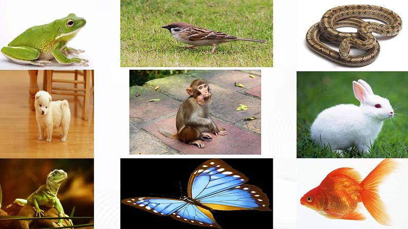 冀人版科学三年级下册 第4课-种类繁多的动物 教学课件PPT+视频素材06