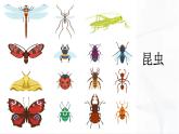 冀人版科学三年级下册 第5课-昆虫 教学课件PPT+视频素材