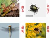 冀人版科学三年级下册 第5课-昆虫 教学课件PPT+视频素材