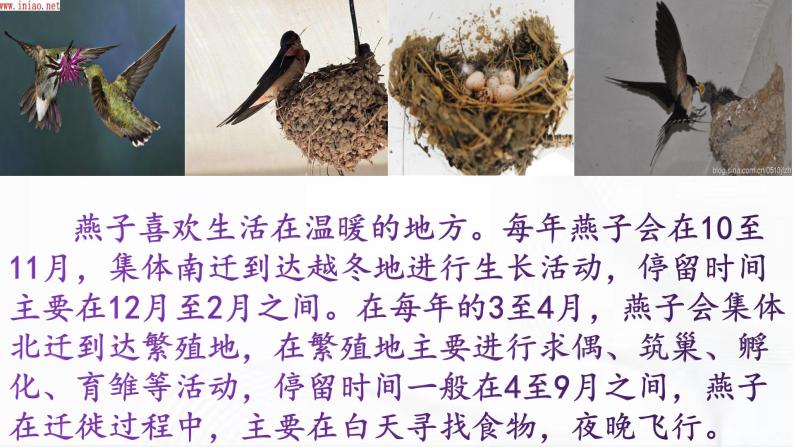 科学三年级下册7燕子南飞一等奖教学课件ppt