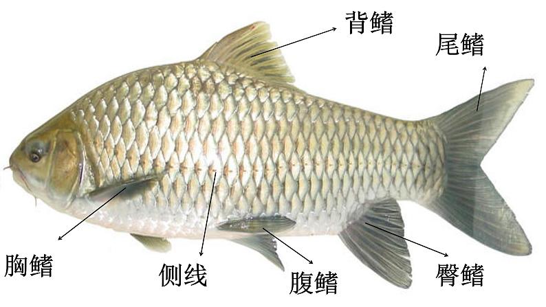 冀人版科学三年级下册 第9课-动物的特殊感官 教学课件PPT+视频素材04