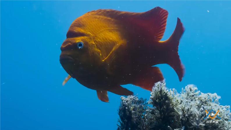 冀人版科学三年级下册 第9课-动物的特殊感官 教学课件PPT+视频素材05