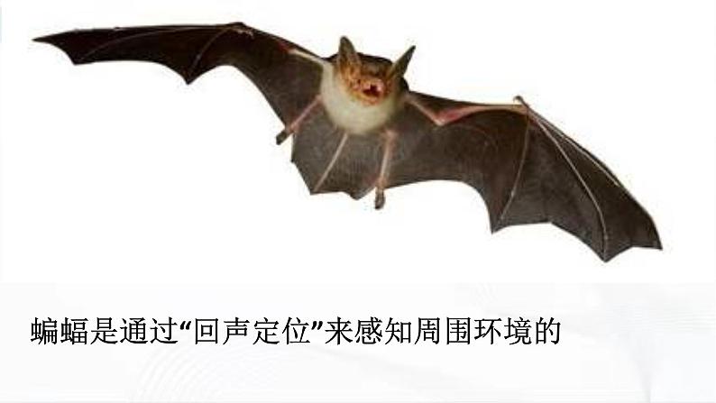 冀人版科学三年级下册 第9课-动物的特殊感官 教学课件PPT+视频素材07