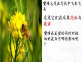 冀人版科學(xué)三年級下冊 第10課-蜜蜂傳粉 教學(xué)課件PPT+視頻素材