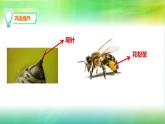 冀人版科学三年级下册 第10课-蜜蜂传粉 教学课件PPT+视频素材