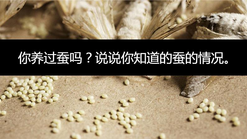 2-1迎接蚕宝宝的到来 课件PPT+教案+素材05