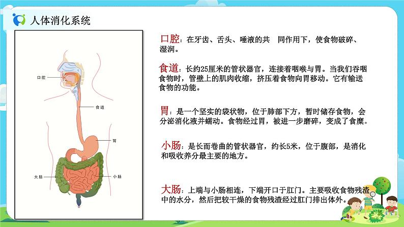 4.2.8《食物在身体里的旅行》课件+教案03