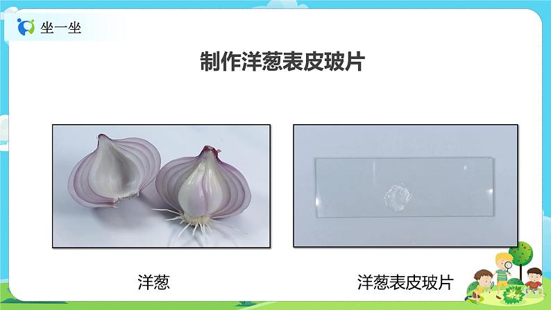 6.1.4《观察洋葱表皮细胞》课件+教案03