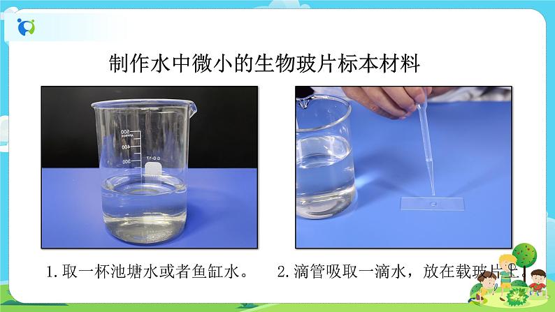 6.1.6《观察水中微小的生物》课件+教案03