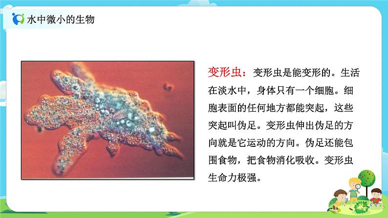 6.1.6《观察水中微小的生物》课件+教案08