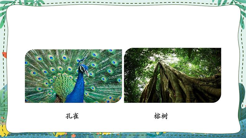 鄂教人教版四年级科学下册 9 生物与非生物 课件PPT+教案03