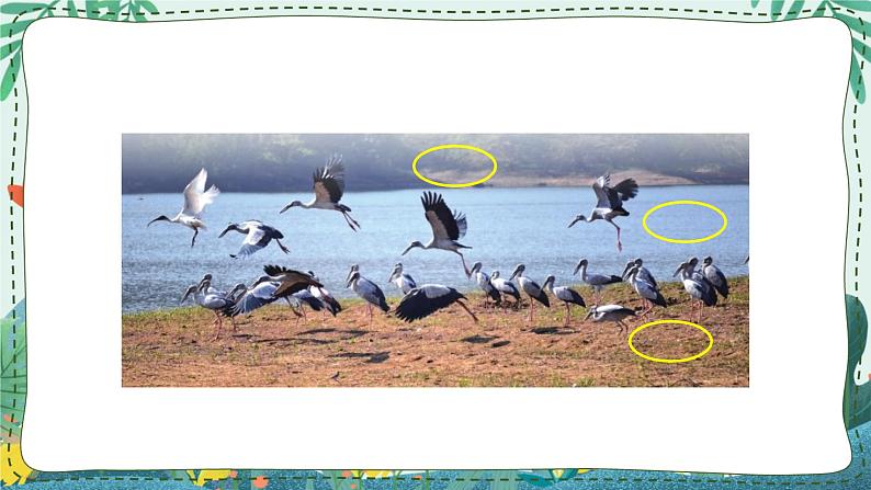 鄂教人教版四年级科学下册 9 生物与非生物 课件PPT+教案07