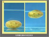 苏教版五下科学课件马铃薯在液体中的沉浮 (1)